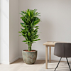 dracaena met gele streep in het blad op kantoor