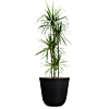 dracaena goedkope kantoorbeplanting