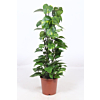 Epipremnum Aureum