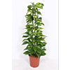 Epipremnum Aureum