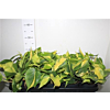 Philodendron scandens 'Brasil' (Philodendron Brasil)