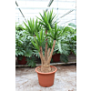 Yucca elephantipes