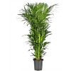Elegante Kentia palm entree