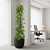 Epipremnum Aureum op kantoor
