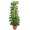 Epipremnum Aureum planten voor op kantoor