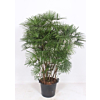Rhapis Humilis