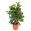 Ficus Cyathistipula