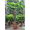 Licuala Grandis