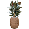 ficus in algar pot