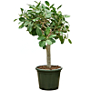Ficus benghalensis Audrey kamerplant