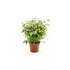  Ficus benjamina 'Kinky', goedkope kamerplant