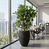 grote plant op kantoor Ficus 