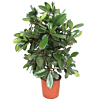 Ficus Cyathistipula kantoorbeplanting