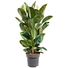 Grote ficus robusta plant