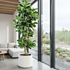 grote tabaksplant in witte pot