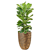 ficus in plantenbak capi goud