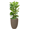 ficus in plantenbak capi taupe
