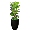 ficus in plantenbak capi zwart