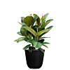 ficus kantoorplant met zwarte pot