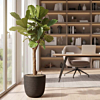 ficus in capi pot op kantoor
