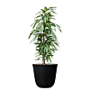 ficus kantoorbeplanting met pot