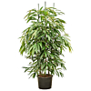 ficus langwerpige bladeren