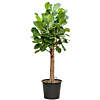 Ficus lyrata boom kamerplant kantoorplant
