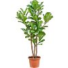 Ficus Lyrata grote kantoorplant