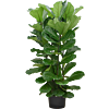Ficus Lyrata grote plant kantoortuin