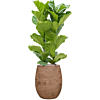 vioolbladplant in witte algar pot