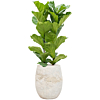 vioolbladplant in bruine algar pot