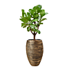 capi ficus lyrata goude pot