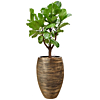 capi ficus lyrata goude pot
