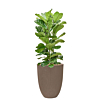 ficus in plantenbak capi taupe