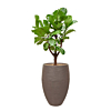 capi ficus lyrata taupe pot