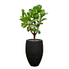 capi ficus lyrata zwarte pot