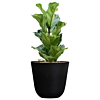 ficus lyrata in zwarte pot
