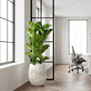 kantoorplant ficus in witte pot