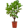 Ficus Lyrata zonnige kantoorplant