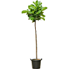 Ficus lyrata met stam op kantoor