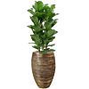 Grote Ficus plant in pot met waterreservoir