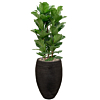 Grote ficus lyrata in pot met waterbuffer