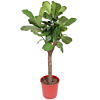 grote ficus lyrata stam 
