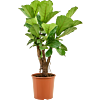 Ficus Lyrata vertakte tabaksplant