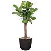Ficus lyrata in zwarte pot