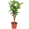 Ficus lyrata stam vertakt kantoorbeplanting