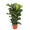 ficus lyrata tabaksplant 2 toeven
