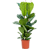 Ficus Lyrata zonnige kantoorplant