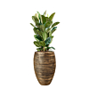 capi met ficus robusta goud