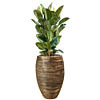 capi met ficus robusta goud